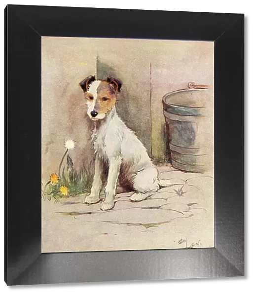 Frontispiece illustration, Peter, the fox terrier