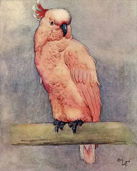 Illustration, Clicko the pink cockatoo