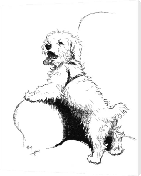 Illustration of a Sealyham terrier by Cecil Aldin
