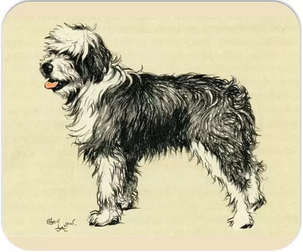 Illustration by Cecil Aldin, Jim, a bobtail sheepdog