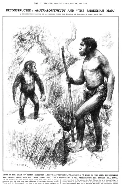 Australopithecus and the Rhodesian Man