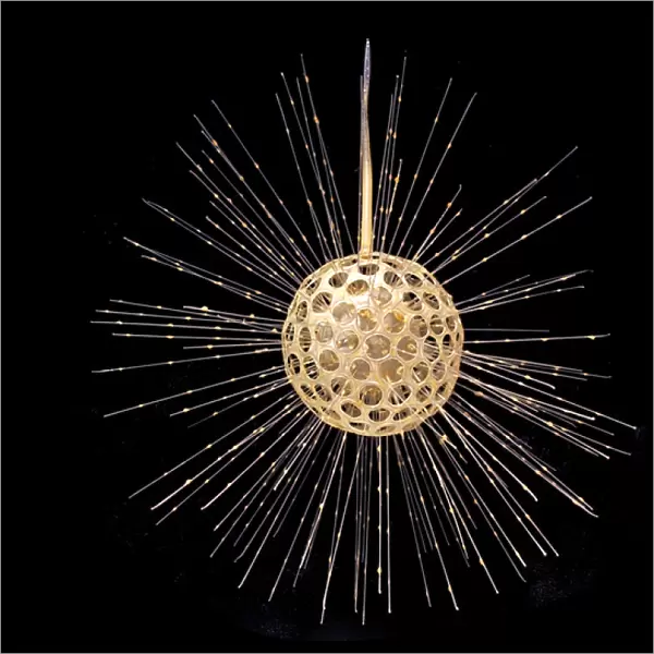 Heliosphaera actinota, radiolarian