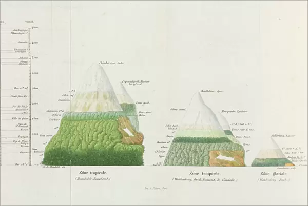 Distributions of plants at various altitudes