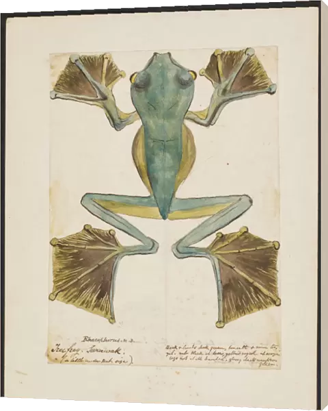 Rhacophorus, Tree frog