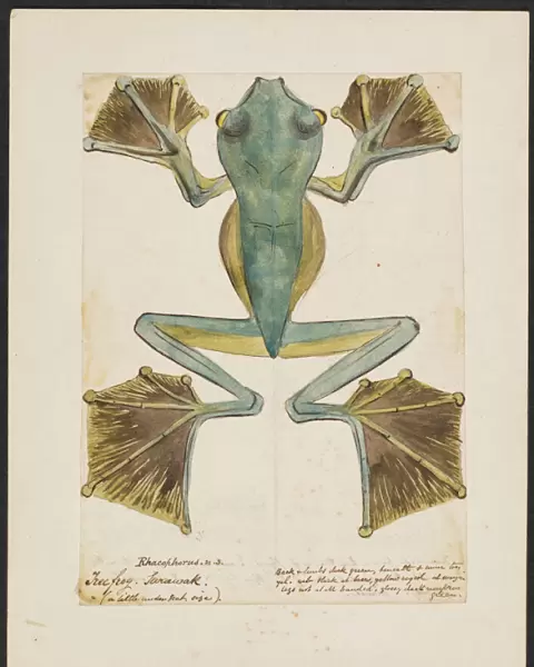 Rhacophorus, Tree frog