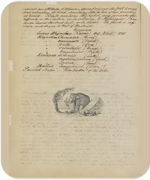 Sketch of an elephant, with descriptive notes