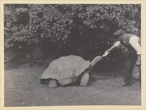 Giant tortoise being fed at Tring Park