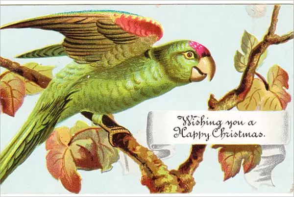 Green parrot on a Christmas card