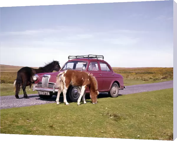 Two ponies with red car, Dartmoor, Devon