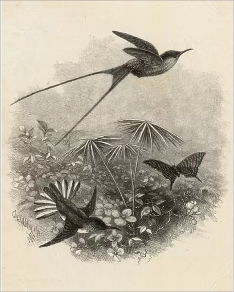 Hummingbirds by Charles Whymper