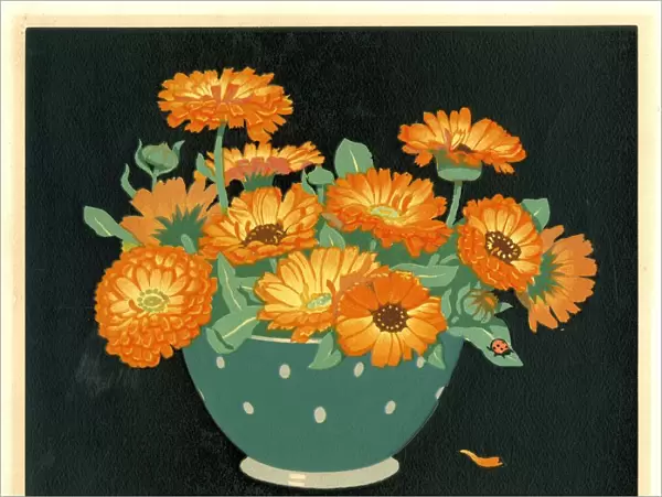 Marigolds by Hall Thorpe