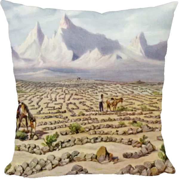 Mojave Maze