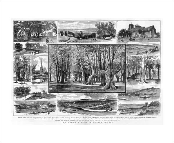 15 views of Epping Forest, London