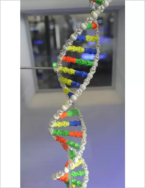 DNA. Deoxyribonucleic acid, model