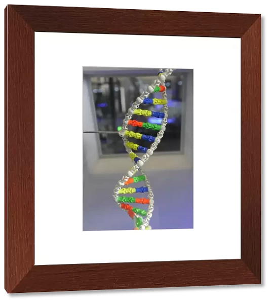 DNA. Deoxyribonucleic acid, model