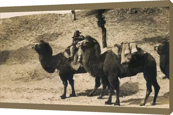 China - Gobi Desert - Bactrian Camel train