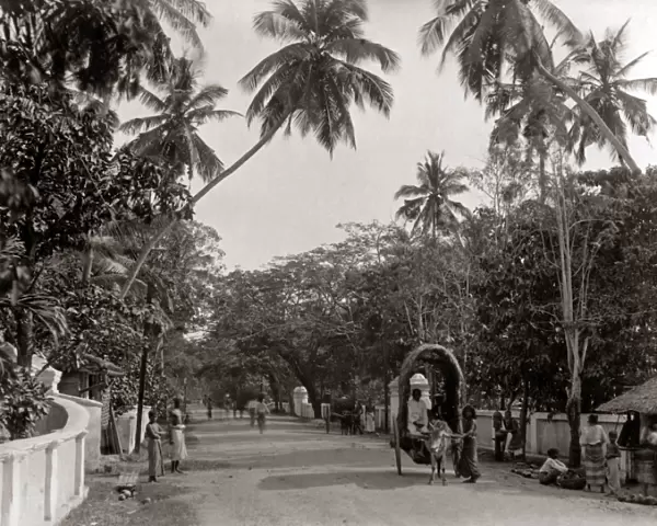 Street scene, Ceylon, Sri Lanka, circa 1890