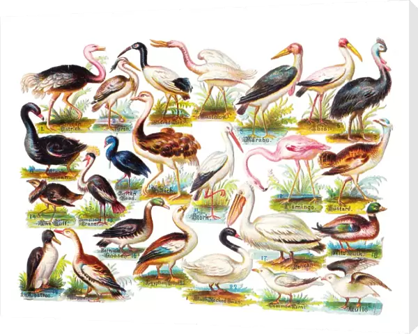 Various birds on a sheet of Victorian scraps