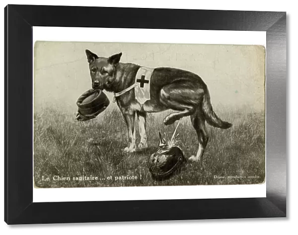 WW1 - Patriotic Red Cross Dog cocks his leg on German Helmet