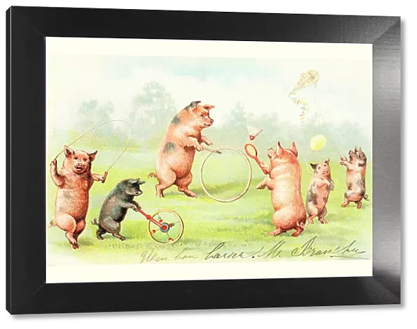Family of pigs at play on a postcard