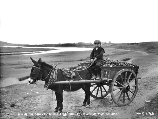 An Irish Donkey and Cart Bringing Home the Spuds