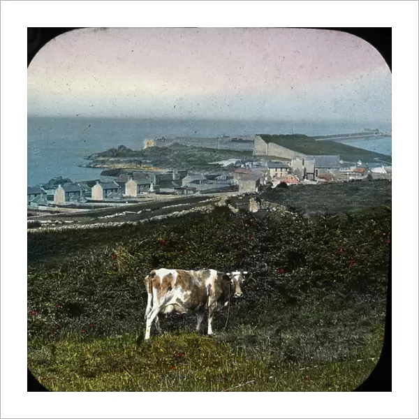 The Channel Islands - Alderney cow