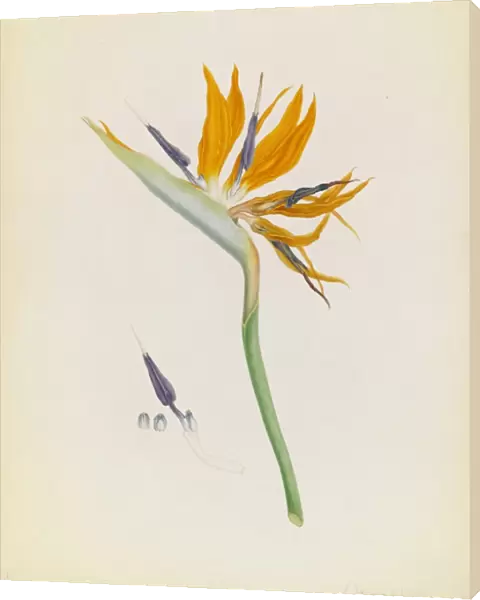 Strelitzia reginae, Bird-of-paradise