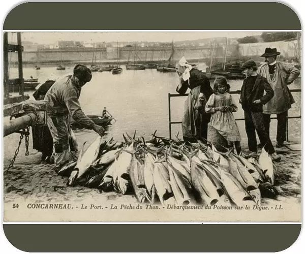 Concarneau, France - The Port - A catch of Tuna