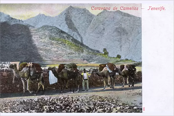 Camel Caravan (Train) - Tenerife, Spain