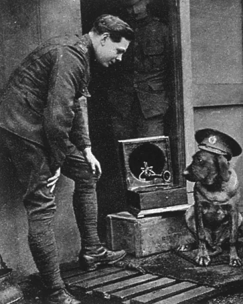 WW1 mascots: a war dog, wearing a cap