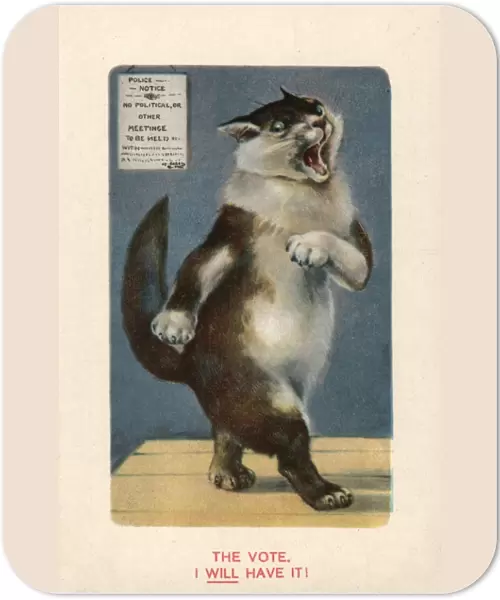 Suffragette Cat Will Have The vote