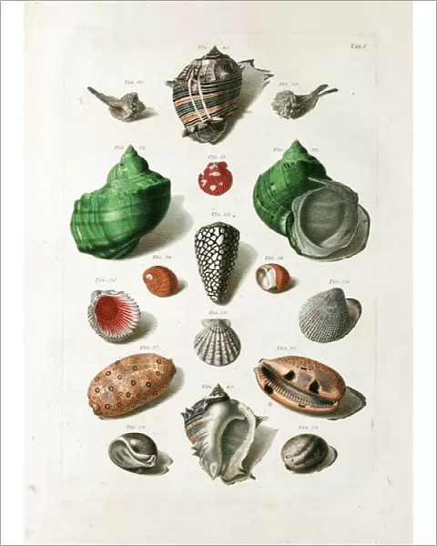 Seashells from 18th century Danish volume