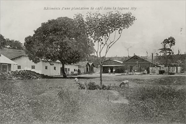 Coffee plantation at the Aby Lagoon, Ivory Coast