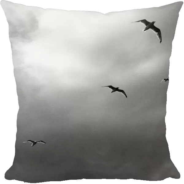 Seagulls flying away from stormy conditions Off Aran, Scotla