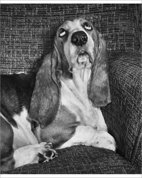 Basset hound on a sofa