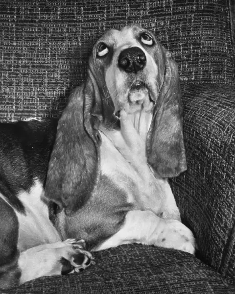 Basset hound on a sofa