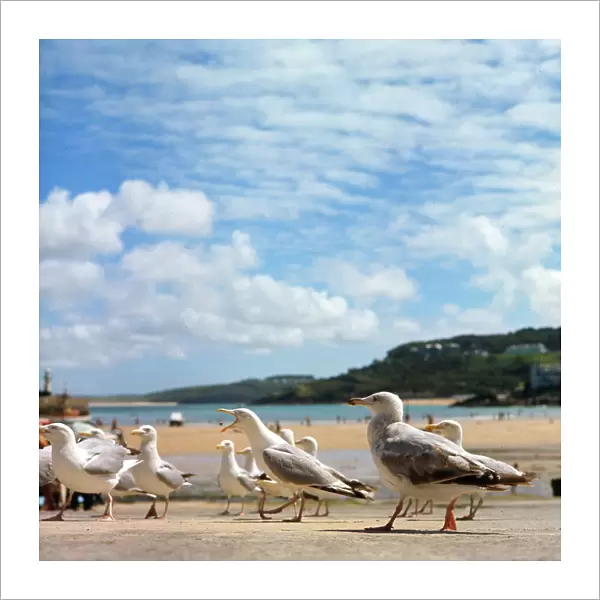 Herring gulls at St Ives, Cornwall