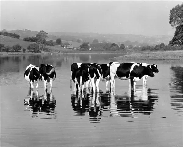 Friesian cows at Rydal Water, Lake District, Cumbria