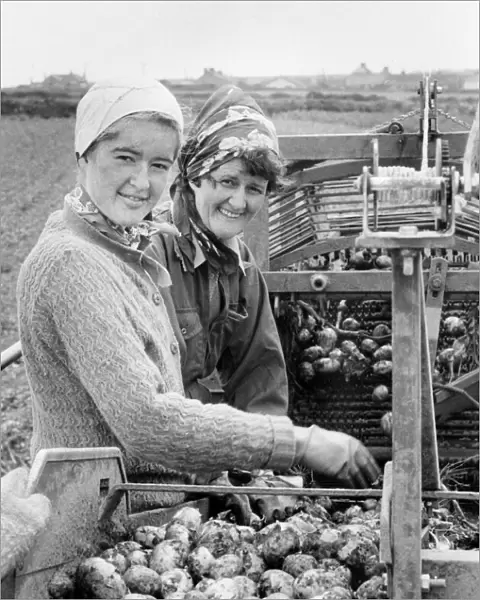 Potato harvest, Rafta Farm, St Levan, Cornwall