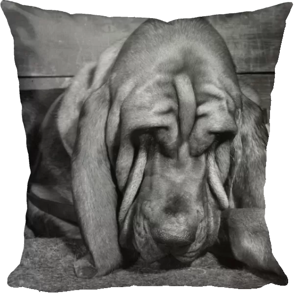 Bloodhound looking sleepy