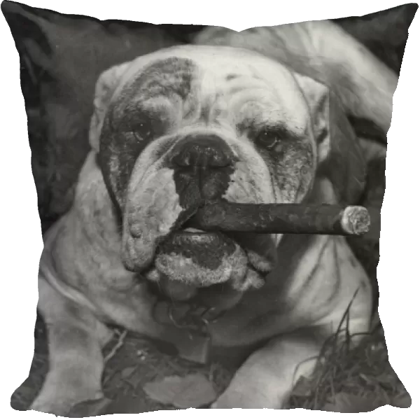Bulldog with cigar