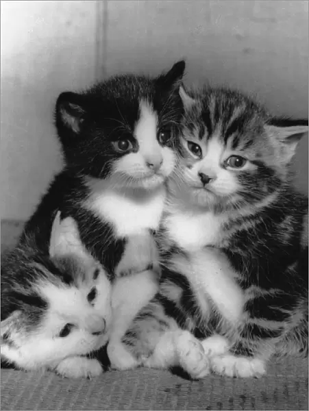Three kittens huddled together