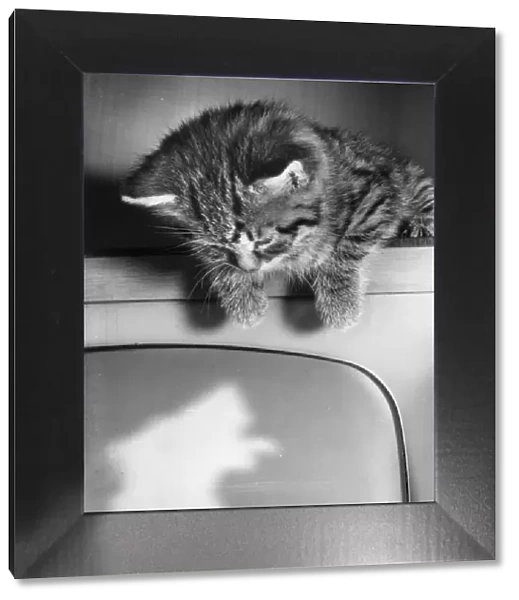 Tabby kitten on top of television set