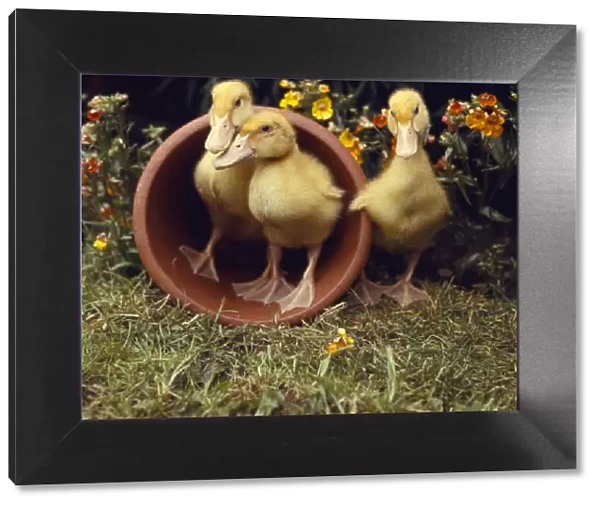 Three yellow ducklings with a plantpot