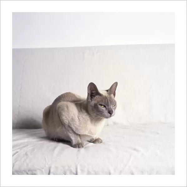 Siamese cat with white background