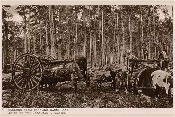 Australia - Bullock teams carrying huge Karri logs