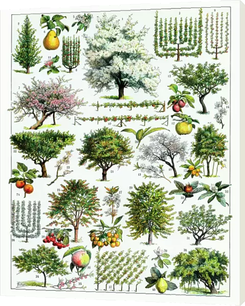 Fruit Tree Culture