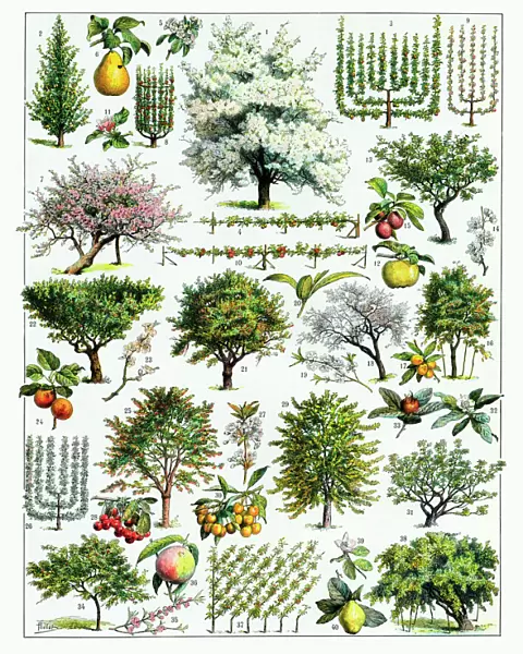 Fruit Tree Culture
