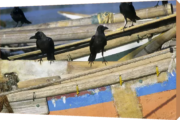Crows on boats, Sri Lanka