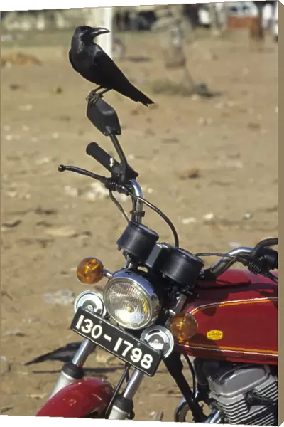 Crow on motor bike, Sri Lanka